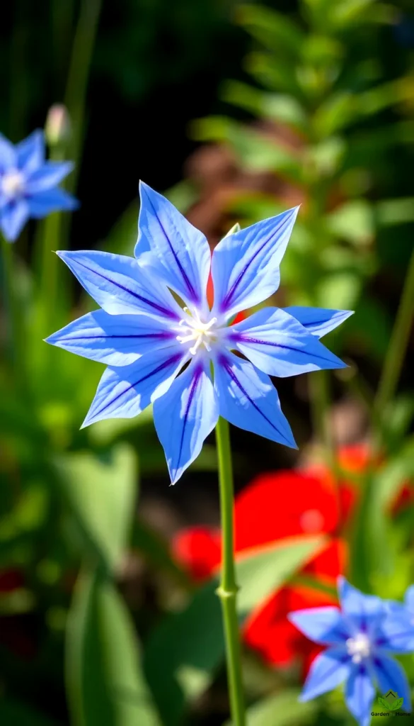 12. Balloon Flower 2024 32 Fall Varieties for Colorful Blooms